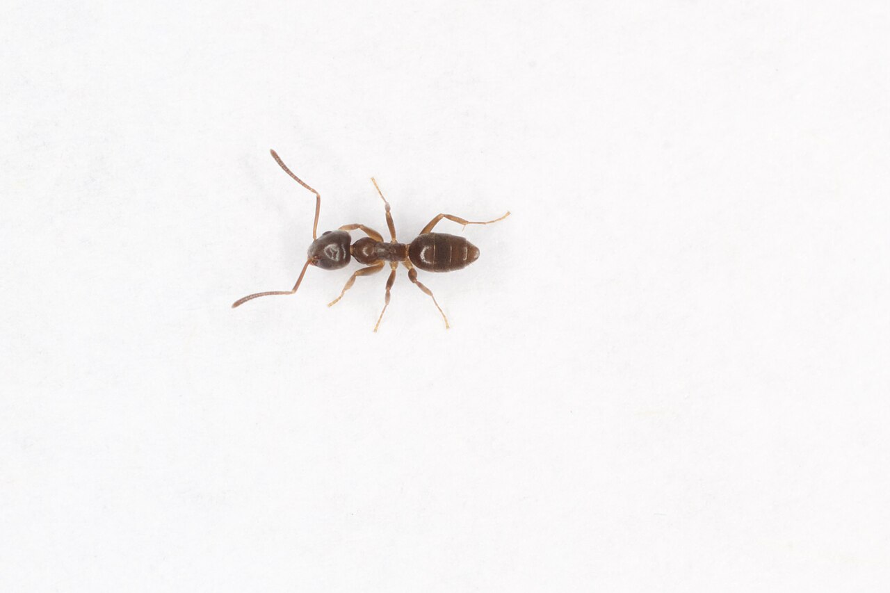 Odorous house ant in close-up
