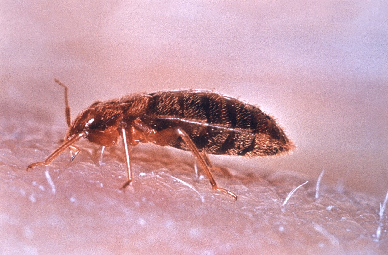 Adult bed bug in close-up