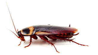 Cockroach viewed from above