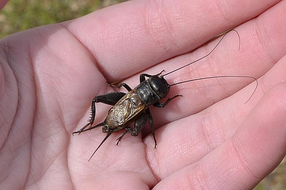 House cricket