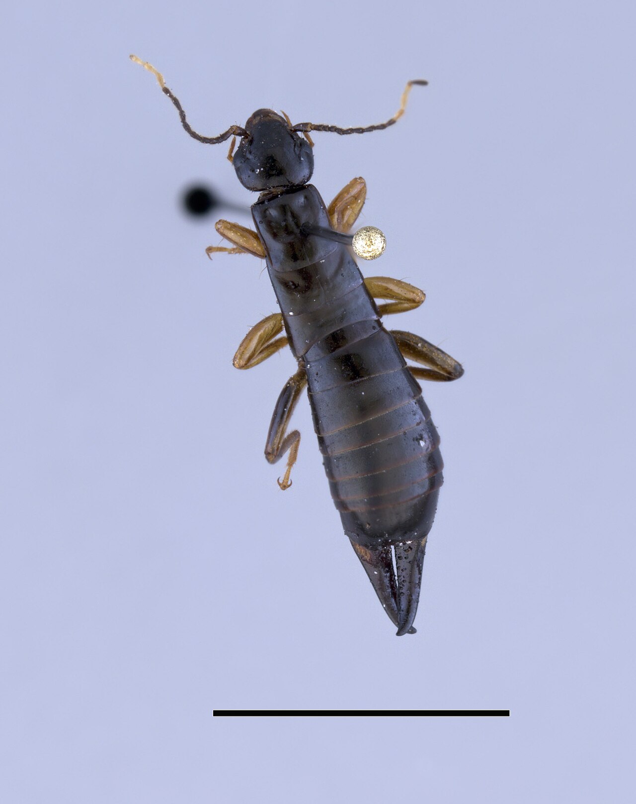 Earwig on a leaf