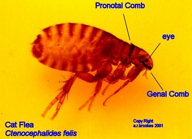 Cat flea viewed through a microscope