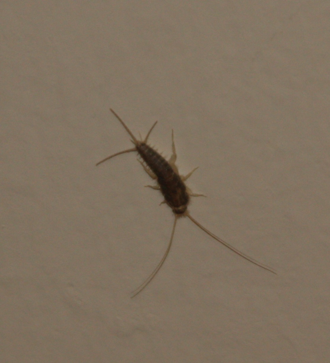 Silverfish insect