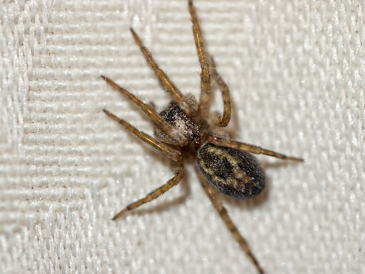 Common house spider