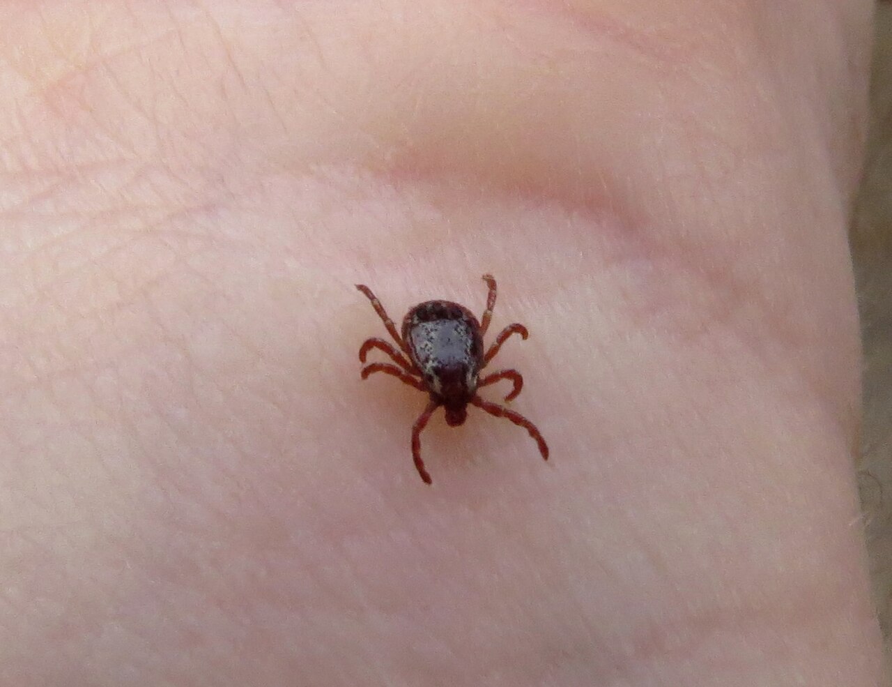American dog tick on vegetation