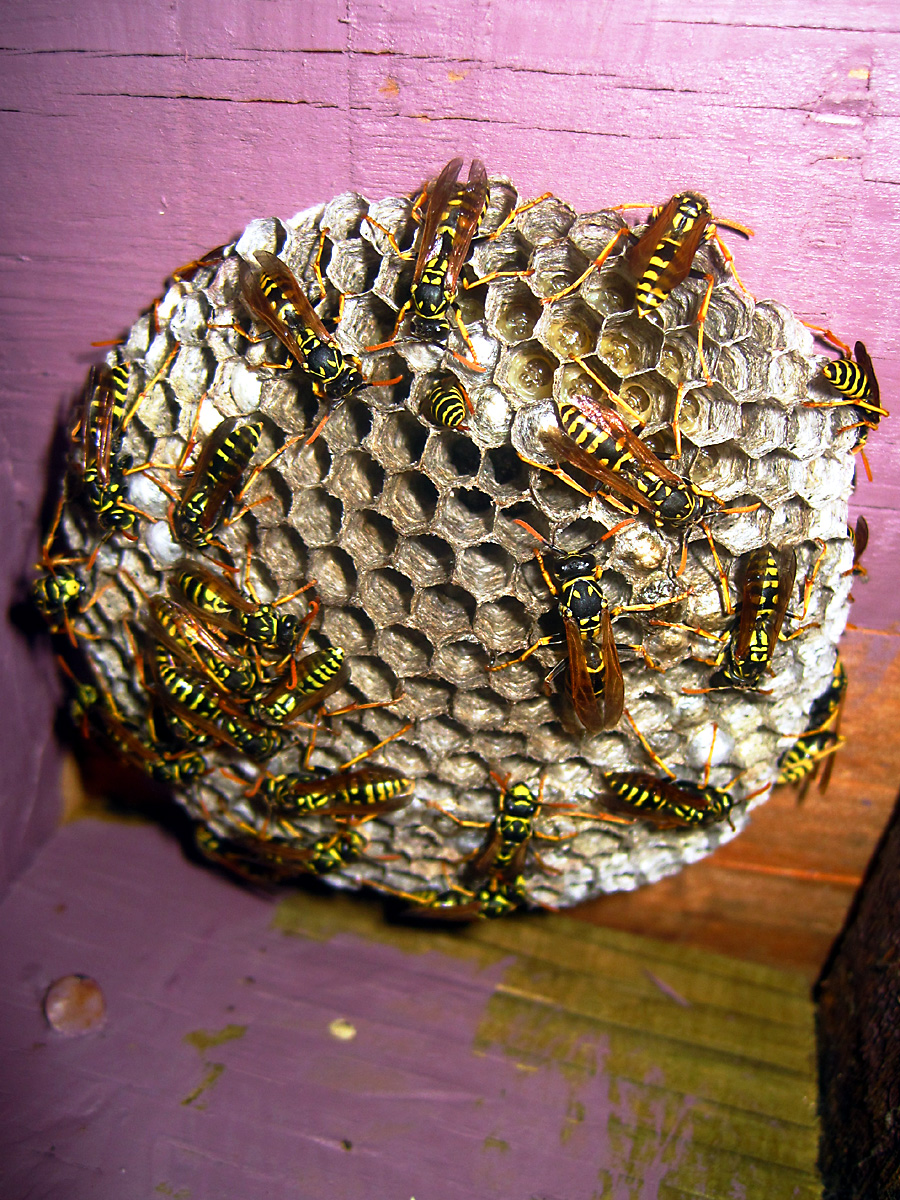 Paper wasps on an open-comb nest